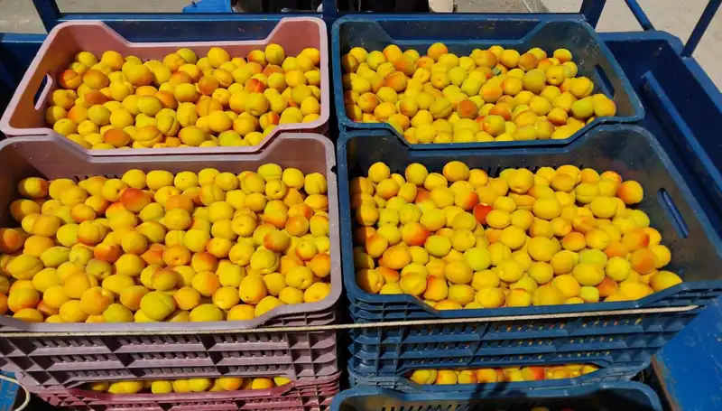 İlk Hasat Heyecanı: 500 TL’den Alıcı Buldu!