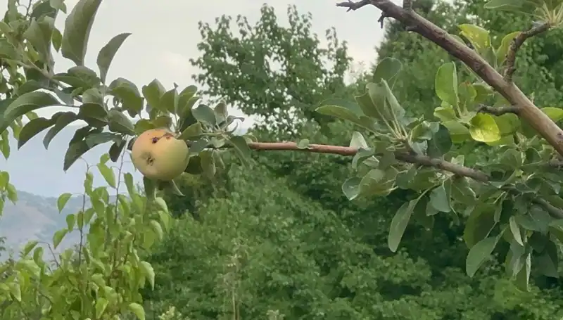 Son Yüzyılın En Sert Kışında Sadece Bir Elma Yetişti: Çürük Olunca...