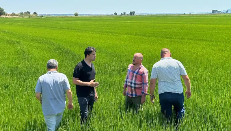 Çeltik Tarlaları Yeşil Deniz Gibi: Rekor Hasat Beklentisi Var!