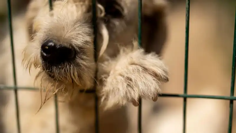 İş Stresinin Yanında Geliyor: Köpekler de Etkileniyor