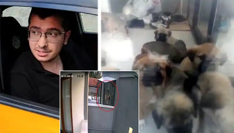 Türkiye'de Şok Edici Olay: Doktorun Köpek Katliamı Gözleri Doldurdu