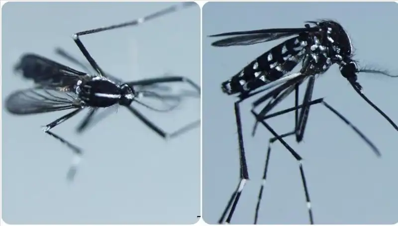 Chikungunya Virüsü Nedir? Belirtileri ve Yayılımı Hakkında Bilmeniz Gerekenler