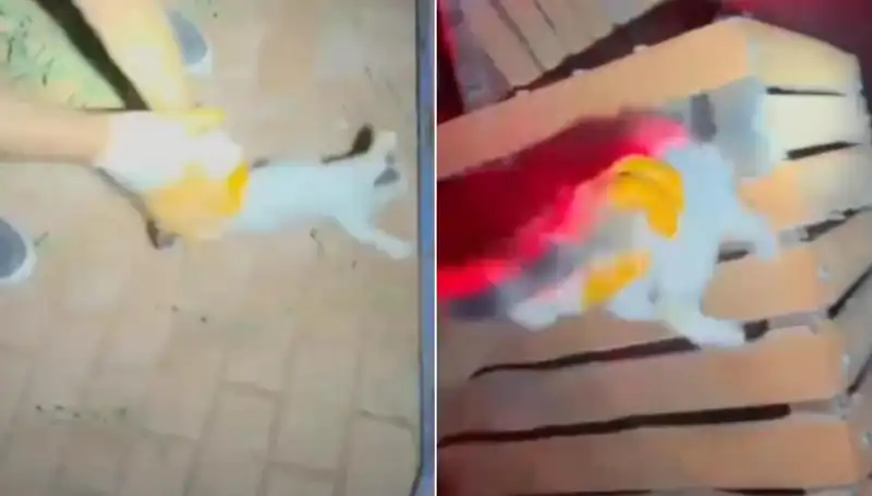 Gece Yarısı Kedi Kurtarma Operasyonu: İtfaiye Ekipleri Göreve Koştu!