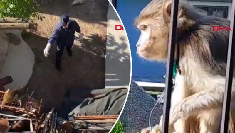 Muğla'da Eşine Az Rastlanan Bir Olay: Maymun Kovalayan Mahalleli!