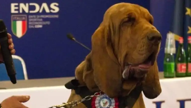 Arama Köpeğine Yapılan Dehşet Verici Saldırı: Çivili Sosisle Hayatı Yok Edildi!