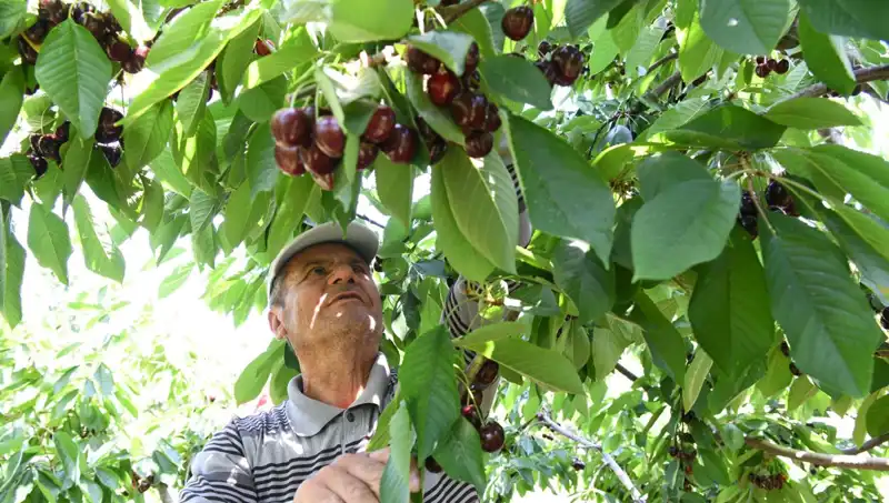 Lapseki Devi: Çay Bardağından Daha Büyük Bir Başarı Hikayesi