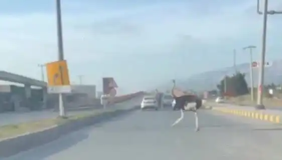 Hatay'da Sıradışı Olay: Trafikte Deve Kuşu Görüntülendi!