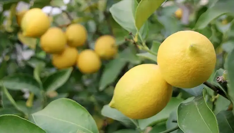 Limonun Fiyatı 24 Liraya Yükseldi: Pazarları Etkileyen Son Gelişmeler