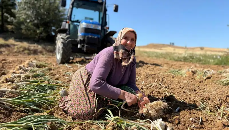 Selenyum Zengini: Tarladan Günde 1200 Lira Kazanılan Bir Ürün