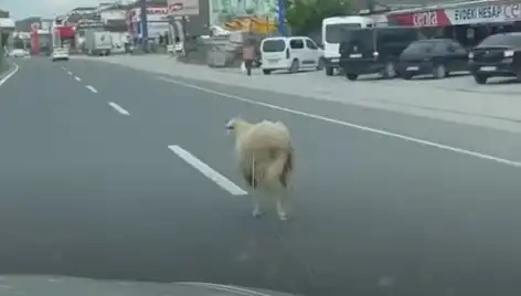 Yalova'da Kaçan Kurbanlıklar Şehir Trafiğini Felç Etti!