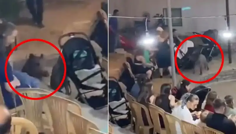 Düğün Töreninde Yaşanan Yaban Domuzu Saldırısı Herkesi Şaşırttı!