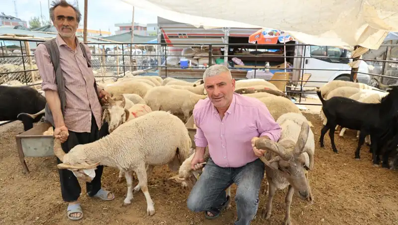 Kurban Pazarının Yıldızı: Dört Boynuzlu Koçlar Talep Patırtısı Yarattı
