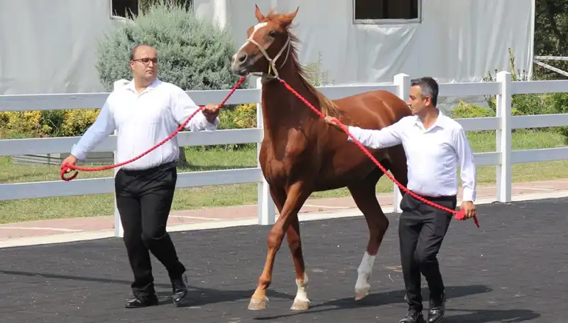 Taşkın Kral'ı Yeniden Ziyaret Ettik: Rekorlarla Dolu Bir Gün