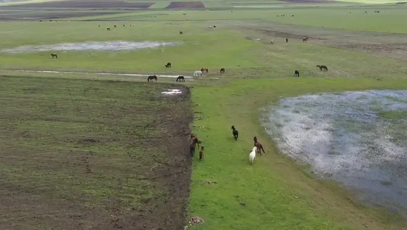 Kars'ın Büyüleyici Doğasında Görülen Yılkı Atları Nedeniyle Safari Turu Fırsatları Arttı