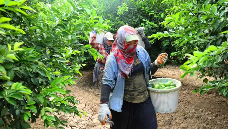 Marketlerde Fiyatlar Yükseliyor: 150 Lira Olan Kilo Ücretine Yağmur Gibi Hasat Gedik