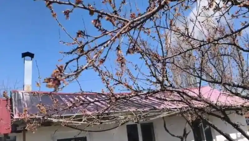 Dondurucu Soğuk Kayısı Üreticilerini Zora Sokuyor: Ne Olacak?