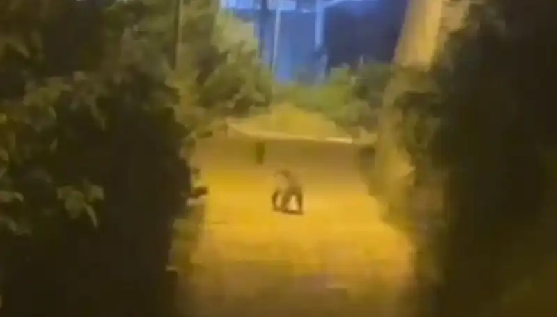 Gümüşhane'de Şehir Merkezine İnen Ayı, Vatandaşları Korkuttu ve Merak Uyandırdı