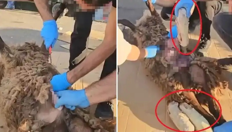 Zehir Tacirlerinin Ahlak Dışı Oyunu: Ölü Koyunun Karnından Şok Edici Çıkanlar