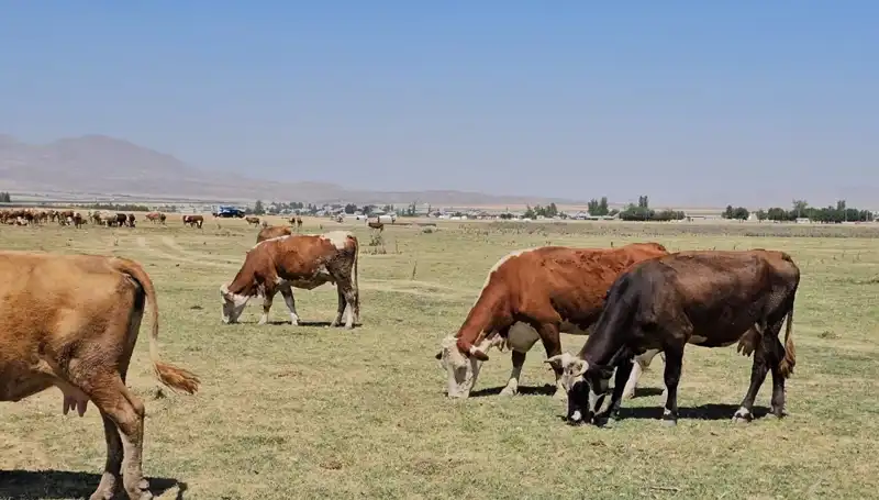 Arin Gölü Kurudu: Doğanın Cehennemi Artık Su Kaynağımız Yok!
