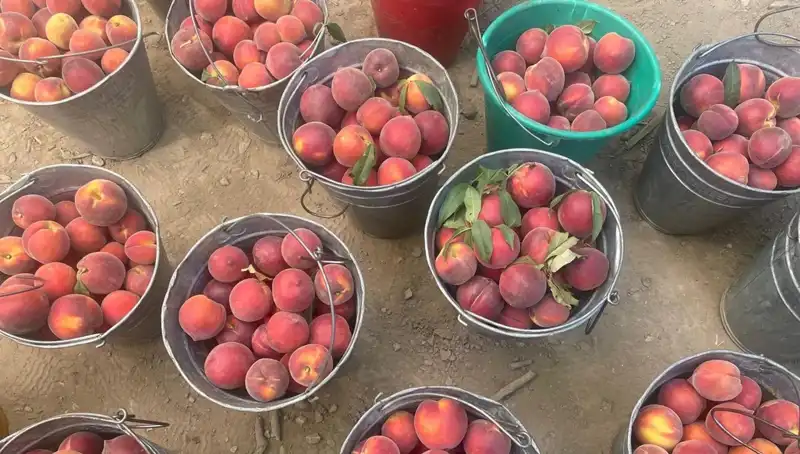 Çiftçiler Hasat Hakkında Ne Düşünüyor? Fiyatlar 100 Lirayı Geçti!